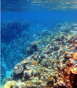 underwater 2 Deep sea diving