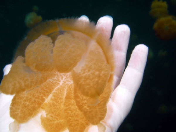In-Jellyfish-Lake-Rock-Islands-Palau.
