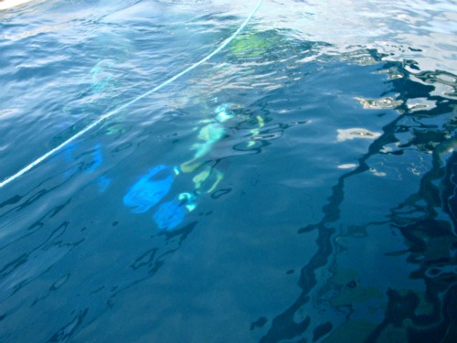 Diving in Donsol, Philippines Diving Manta Bowl, Donsol