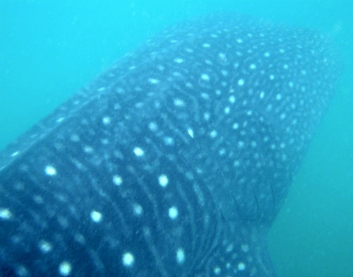 swimming with whale sharks Whale Shark Interaction - Donsol, Philippines