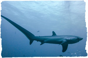 Thumbnail image for Sand, Sea & Sharks on Malapascua Island