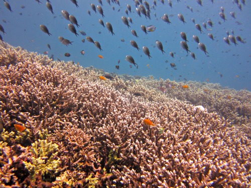 kubu Diving in Tulamben, Bali