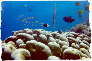 Thumbnail image for Diving with One Ocean, Matemwe Beach, Zanzibar