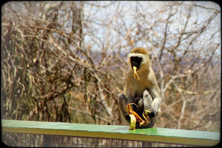 Monkey eating banana Tarangire National Safari Park