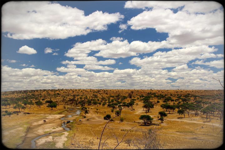 Tarangire National Park Landscape