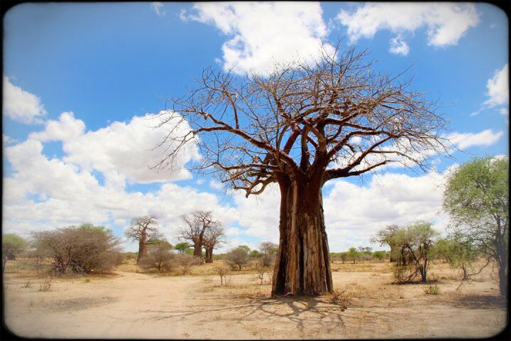 zTarangire National Safari Park