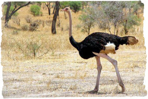 Thumbnail image for Our first taste of an African safari