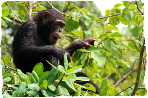 Thumbnail image for Meeting the Famous Chimpanzees of Gombe