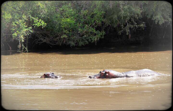 Hippos in the serengeti's western corridor 