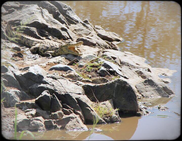 baby crocodile in the serengeti Tanzania