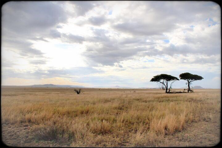 Serengeti Plains 