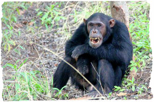 Thumbnail image for Planning your trip to Gombe National Park