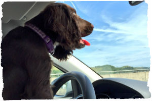 Thumbnail image for 5 Tips For Road-Tripping With Your Dog
