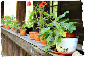 Thumbnail image for Step Inside Traditional Romanian Village Life